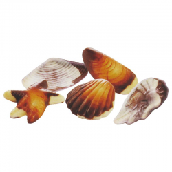 Fruits de mer fourrés praliné - boîte de 250g