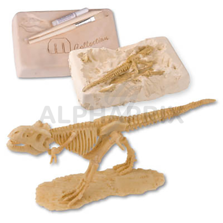 Squelette Dino à monter