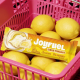 Joyfuel Tarte Citron Meringuée Protéines 50g